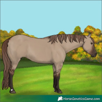 Horse Color:Liver Red Dun Rabicano 