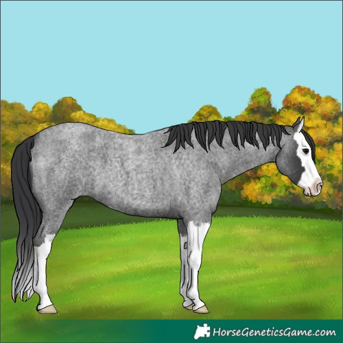 Horse Color:Blue Roan Splash 