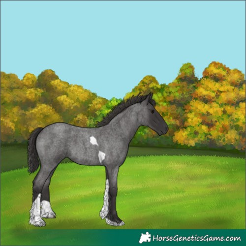 Horse Color:Smoky Blue Roan Tobiano 