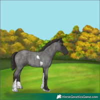 Horse Color:Smoky Blue Roan Tobiano 