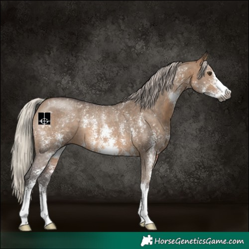Horse Color:Gray Silver Brown Dun Sabino Rabicano 