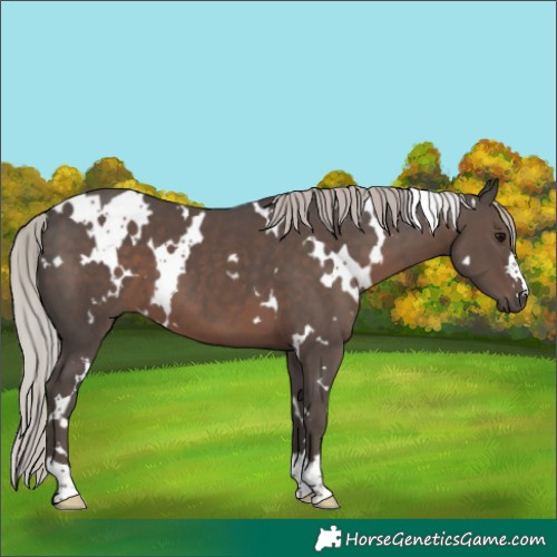 Horse Color:White Spotted Silver Black 