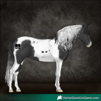 Horse Color:Black Tobiano 