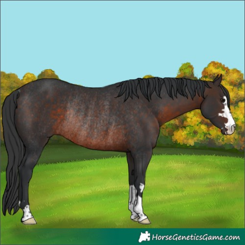 Horse Color:Brown Rabicano 