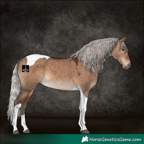 Horse Color:Silver Brown Dun Tobiano 