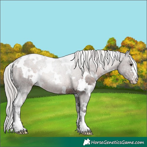 Horse Color:White Spotted Silver Brown Varnish Rabicano 