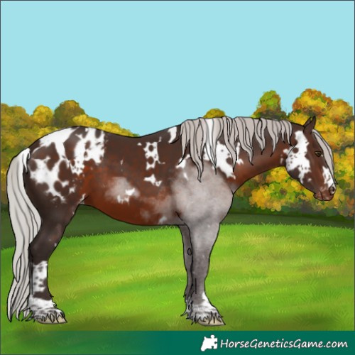 Horse Color:White Spotted Silver Brown Blanket 
