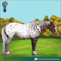 Horse Color:White Spotted Silver Brown Appaloosa Rabicano