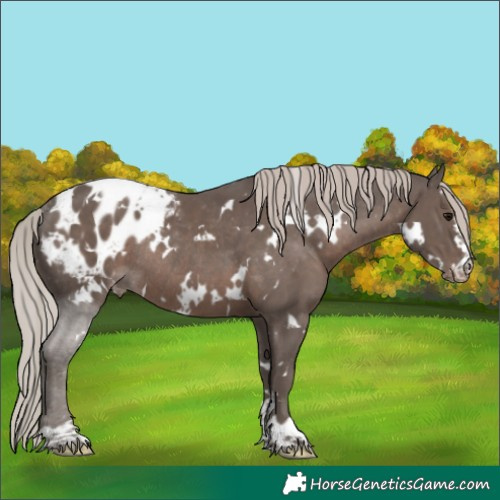 Horse Color:White Spotted Silver Black Blanket Rabicano 