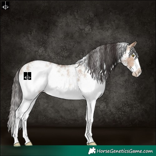 Horse Color:White Spotted Sable Champagne Dun Splash Rabicano 