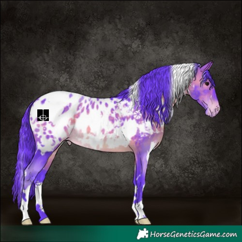 Horse Color:Watercolor White Spotted Brown Appaloosa Rabicano 