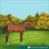 Horse Color:Bay 