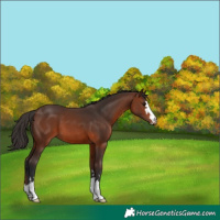 Horse Color:Brown 
