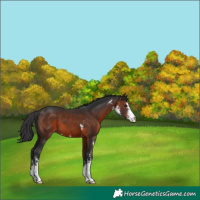 Horse Color:Brown Sabino