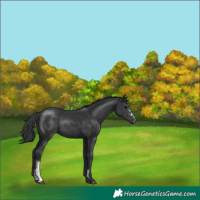 Horse Color:Black Sabino 