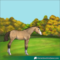 Horse Color:Buckskin Dun Sabino 
