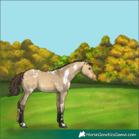 Horse Color:White Spotted Buckskin Dun 