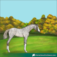 Horse Color:Silver Buckskin Roan Snowflake Varnish