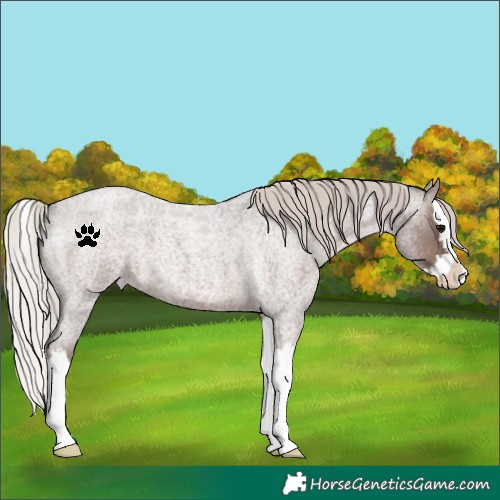 Horse Color:Silver Blue Roan Splash Appaloosa 