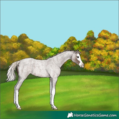 Horse Color:Silver Blue Roan Splash Appaloosa