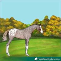 Horse Color:Liver Red Roan Splash Blanket 