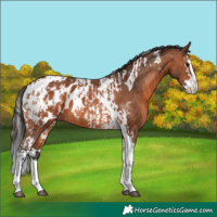 Horse Color:Bay Splash Tobiano Appaloosa  and Bay Splash Tobiano Appaloosa 