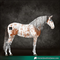 Horse Color:Bay Splash Tobiano Appaloosa  and Bay Splash Tobiano Appaloosa 
