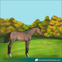 Horse Color:Brown Dun 