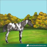Horse Color:White Spotted Smoky Grullo