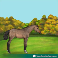 Horse Color:Brown Dun