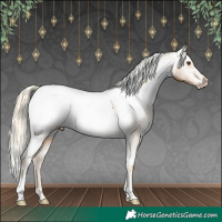 Horse Color:Palomino Appaloosa 