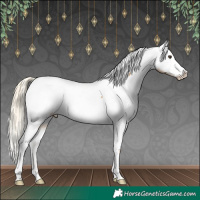 Horse Color:Palomino Appaloosa