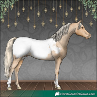 Horse Color:Palomino Appaloosa 