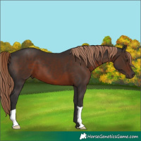 Horse Color:Liver Chestnut 