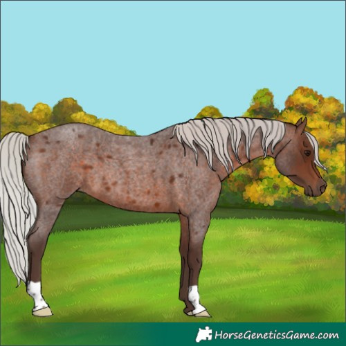 Horse Color:Silver Brown Roan 