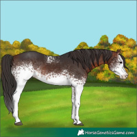Horse Color:White Spotted Bay Rabicano 