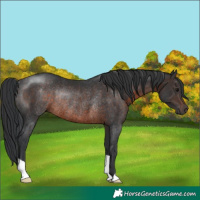 Horse Color:Brown Rabicano 