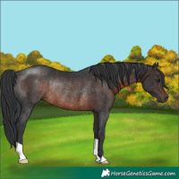 Horse Color:Brown Rabicano