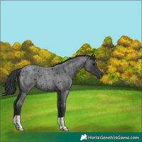 Horse Color:Blue Roan 