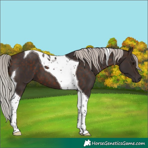 Horse Color:Silver Brown Tobiano 