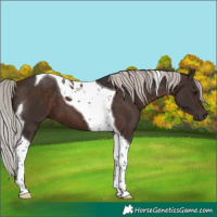Horse Color:Silver Brown Tobiano 