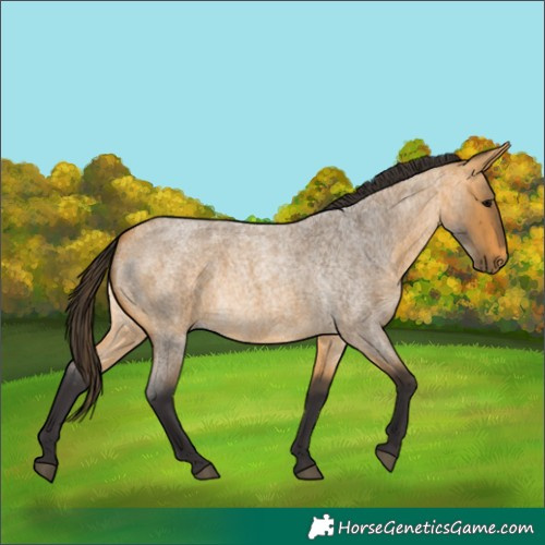 Horse Color:Unknown 