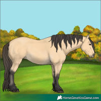 Horse Color:Buckskin 