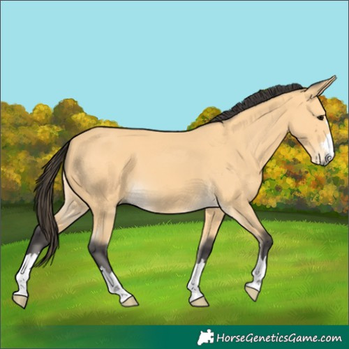 Horse Color:Unknown 