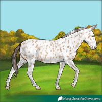 Horse Color:Amber Champagne Appaloosa  and Amber Champagne Splash Appaloosa 