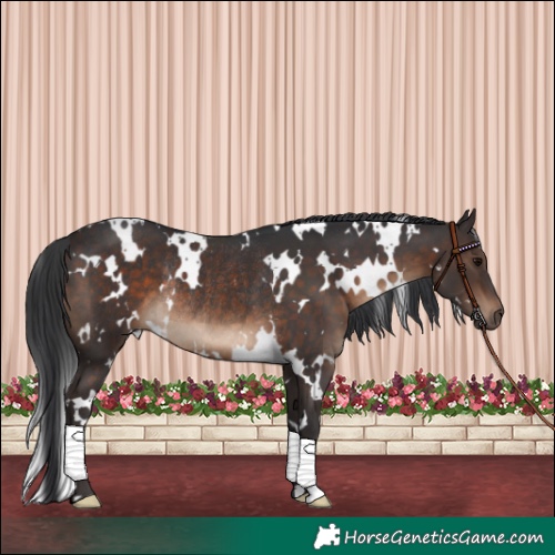 Horse Color:White Spotted Brown Rabicano