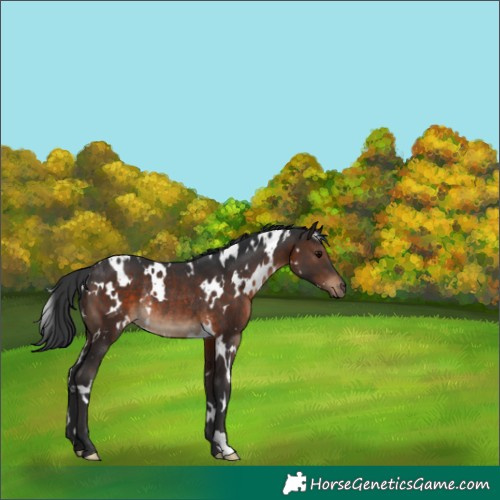 Horse Color:White Spotted Brown Rabicano