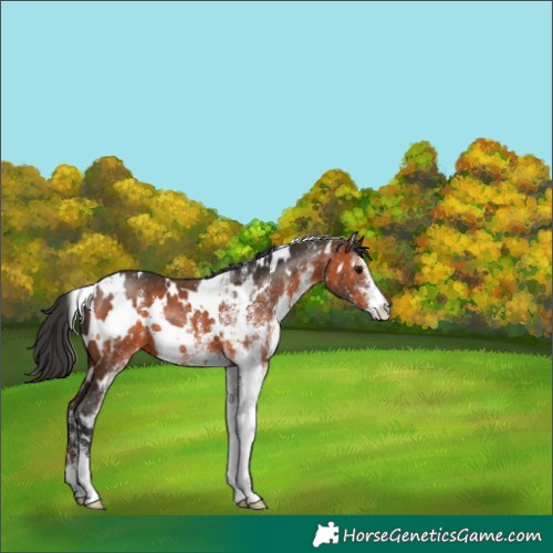 Horse Color:White Spotted Brown 