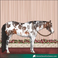 Horse Color:White Spotted Brown