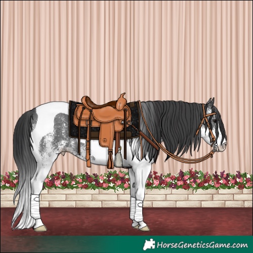 Horse Color:White Spotted Black Tobiano